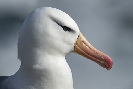 Portret van een Wenkbrauwalbatros
