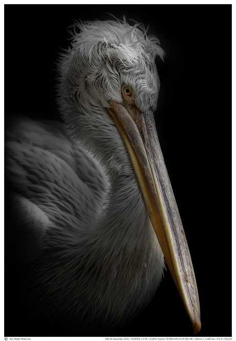  I am a Bird from Paradise