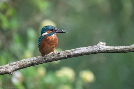 Kingfisher Catch