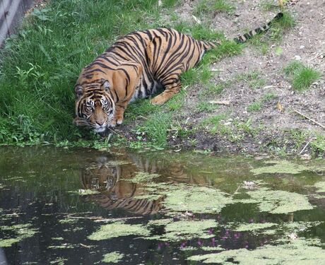 Tijger in Burgers Zoo