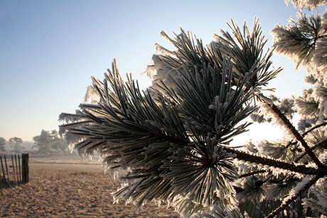 Winter in de Soester Duinen