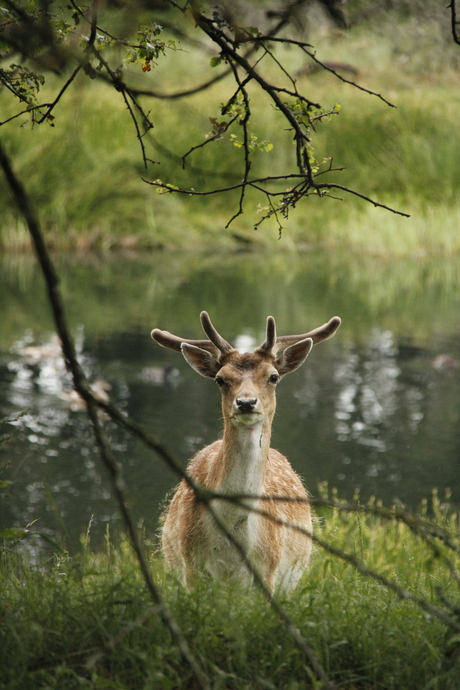 Damhert in de amsterdamse waterleiding