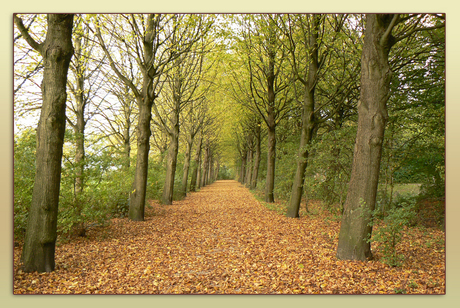 Herfstkleuren