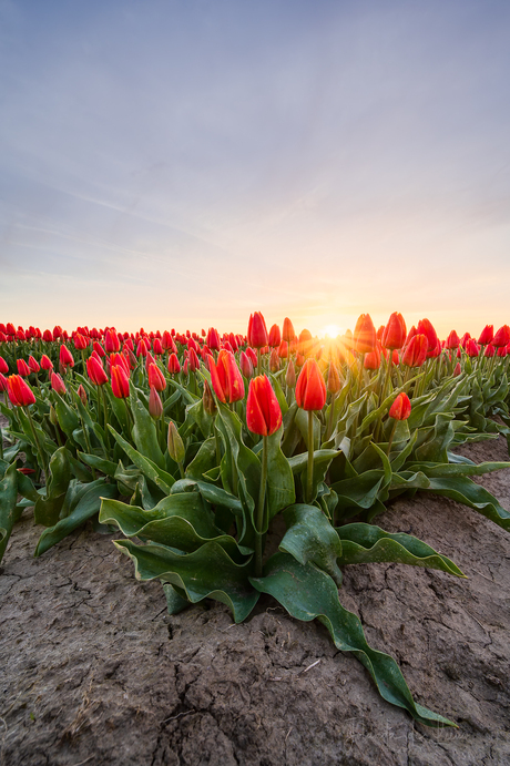 Tulpen tijd! 