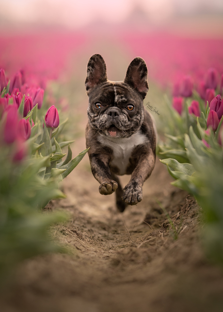 Tulpen bulldog