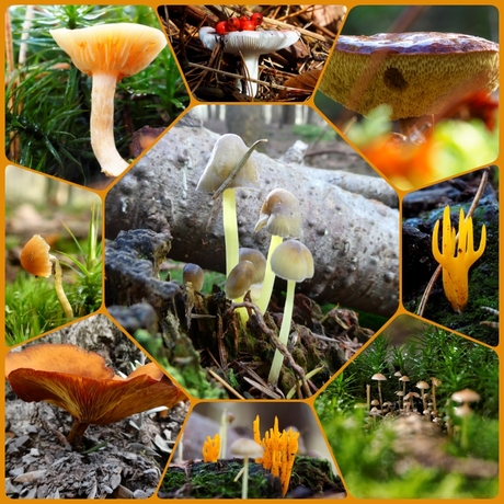 paddenstoelen