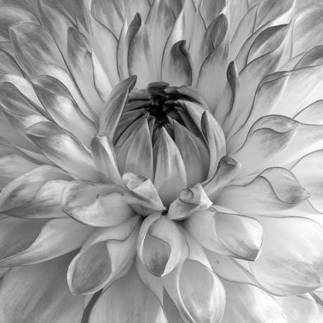 Hart Dahlia