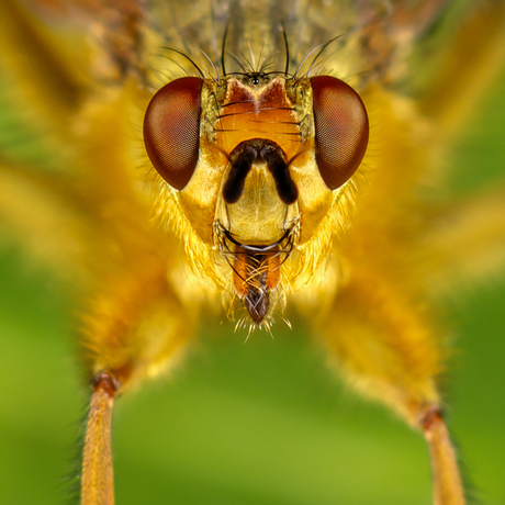 Strontvlieg 2 (focus stacking)