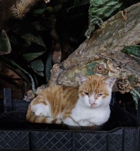 Kat in bakkie 