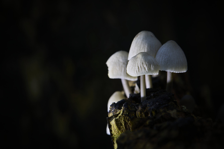 Bundelmycena
