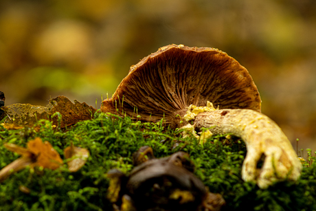 Paddestoel in de herfst