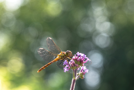 Heidelibel