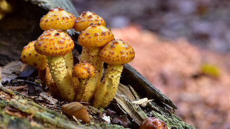 Goudvliesbundelzwam.