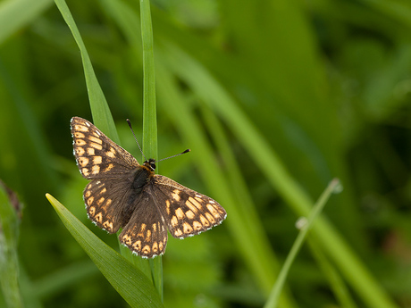 Sleutelbloemvlinder, Froschberg Duitsland