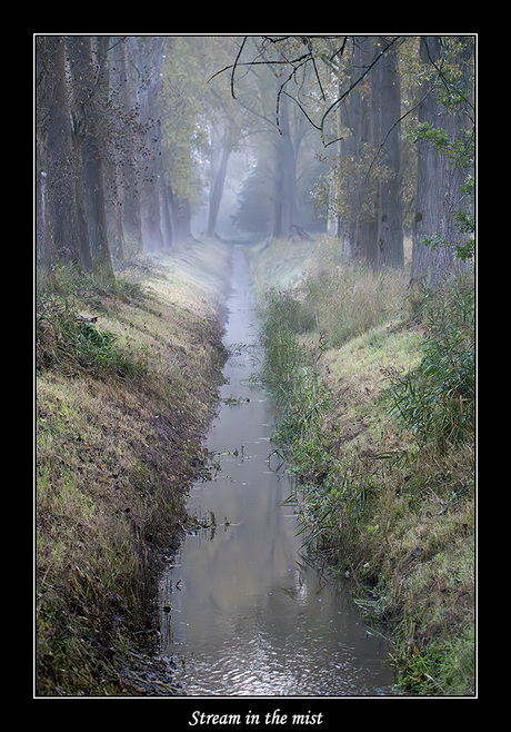 Stream in the mist