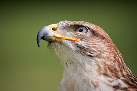 Roofvogel