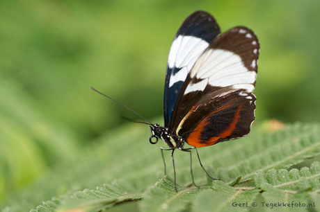 Heliconius cydno