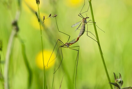 samen