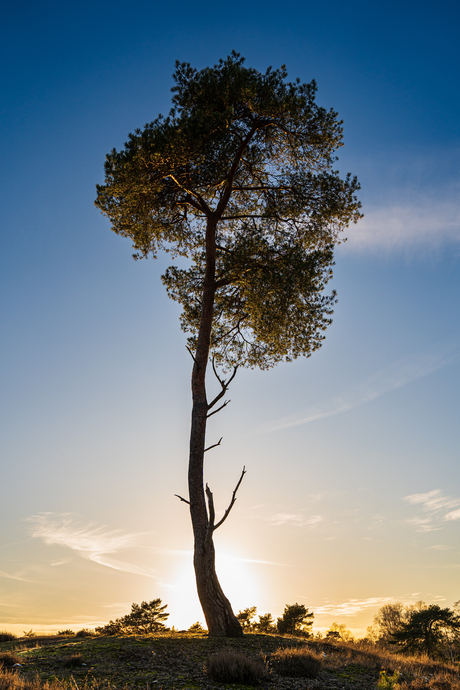 Zonsopgang 
