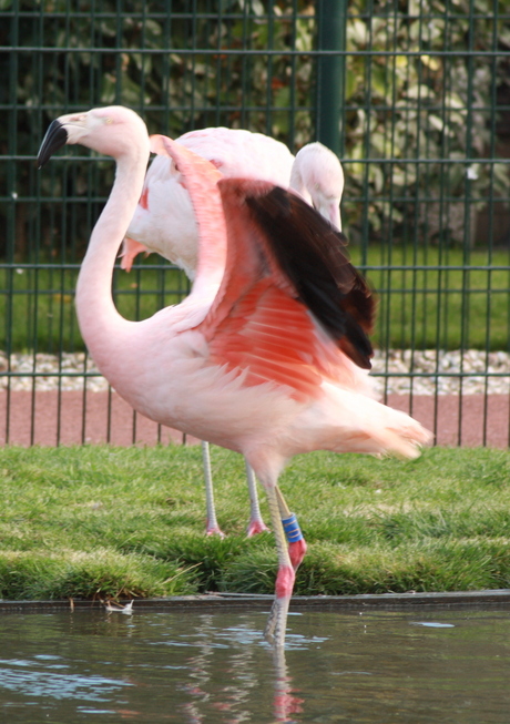 flamingo