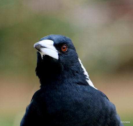 Magpie