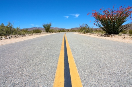 Joshua Tree NP