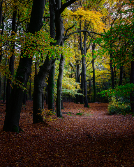 Herfst in de bossen van Amerongen