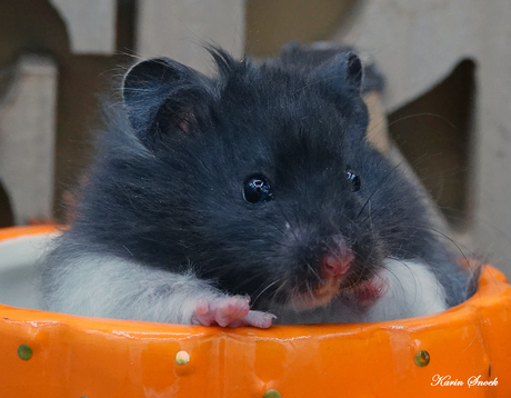 "Cute little one..."