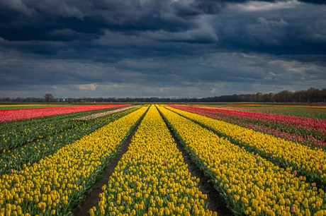 Tulpen in Brabant...
