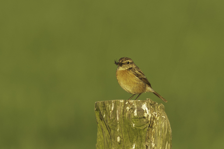 Roodborst vrouw