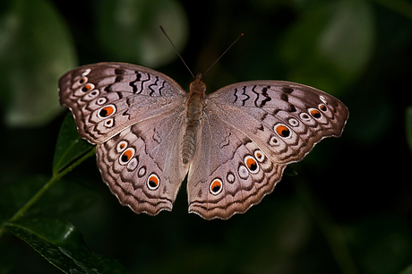 Grey Pansy