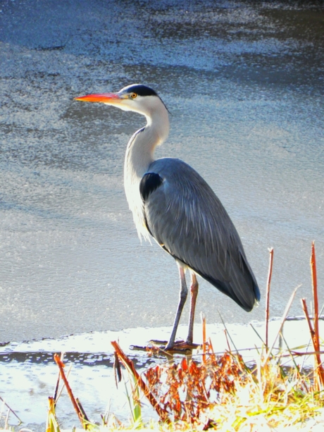 reiger