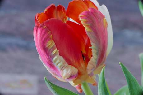 tulip