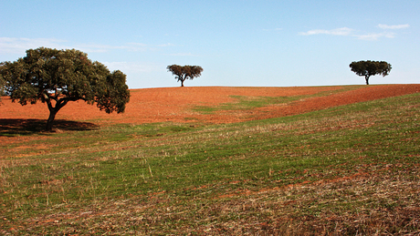 Veld met bomen