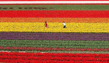 Bol in de lente...lente in je bol