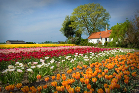 Bloembollenveld