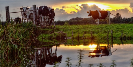 zoeken naar droog plekje