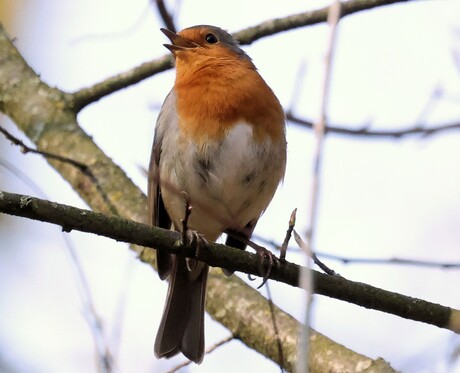 Het voorjaar begint.....