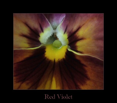 Red Violet