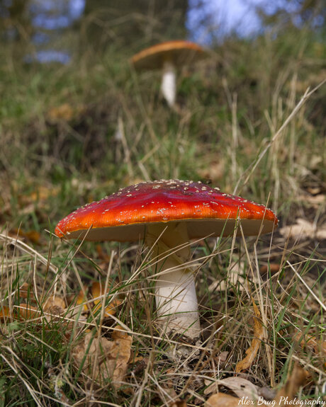 Paddenstoelen