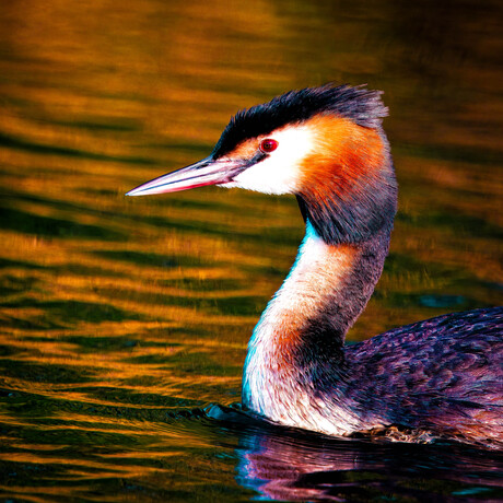 De Fuut (podiceps cristatus)
