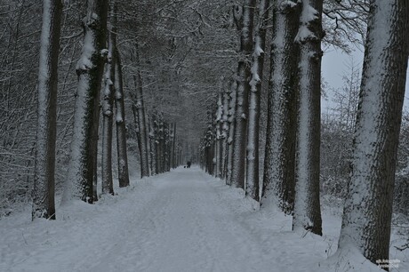 Boslaan in de sneeuw