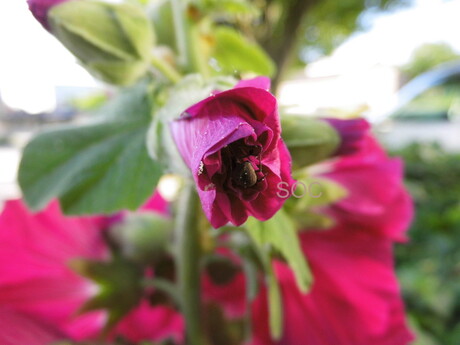 Bloem met kevertje.jpg