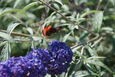 Vlinder in actie