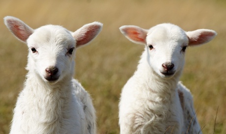 Drents heide lammetje
