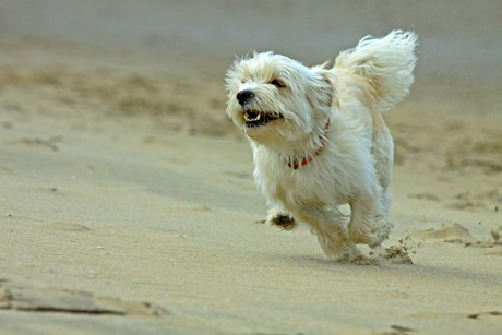 Hond op het strand