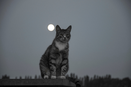 Ripley in het maanlicht
