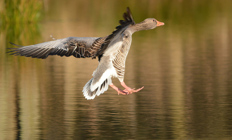 Klaar voor de landing.