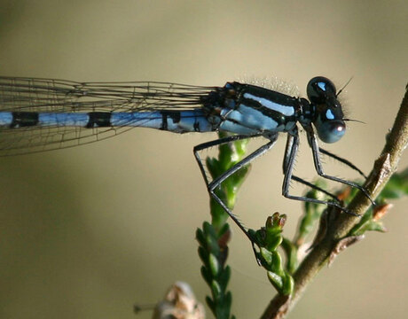 Watersnuffel mannetje ( Enallagma cyathigerum)