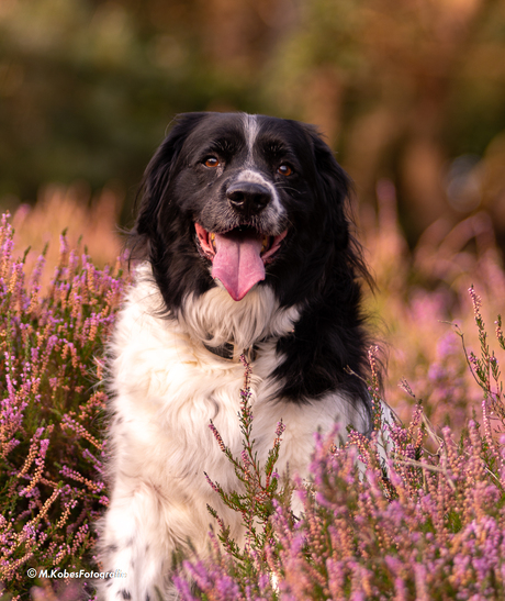 Scott mijn hond